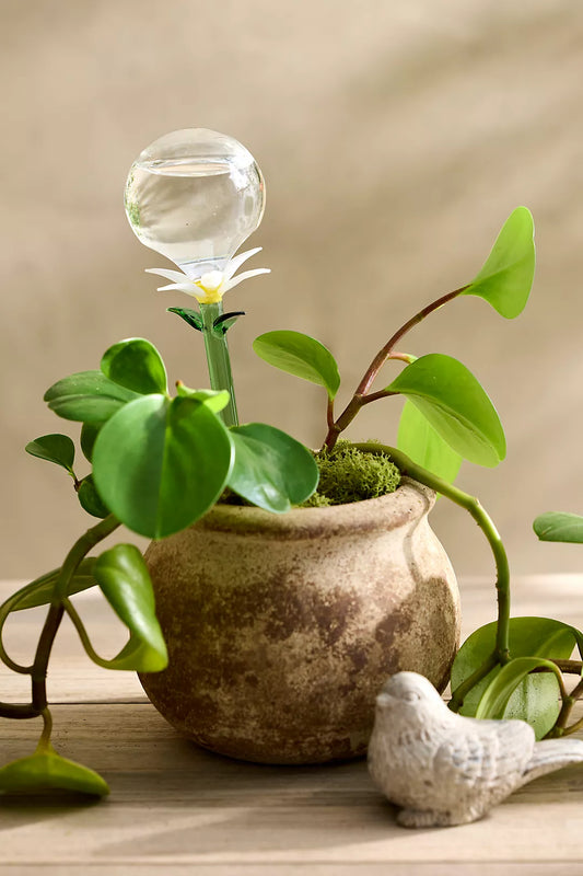 Floral Glass Watering Globes